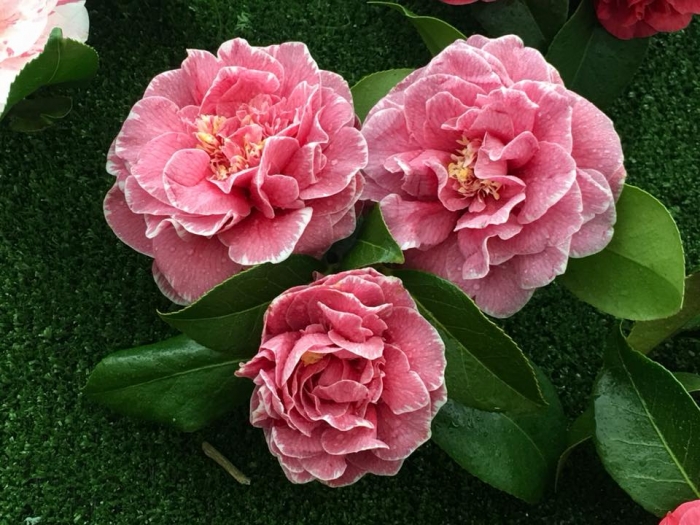 As Camelias anuncian la llegada de la primavera en Sada