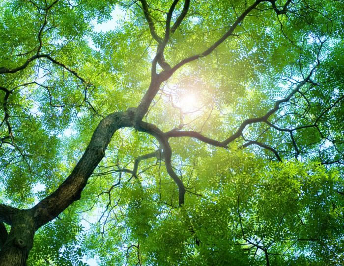 Día del Árbol y Día Internacional de los Bosques