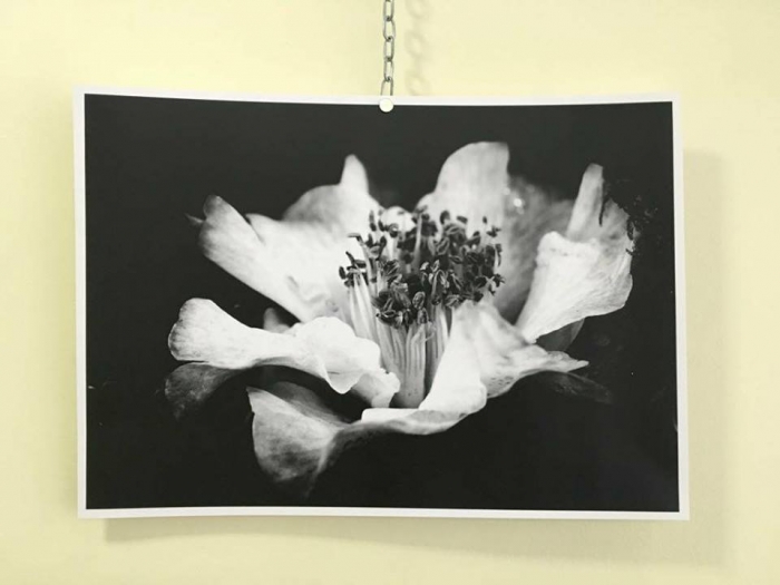 La Exposicin de la Camelia de As Marias ampla la presencia sadense en su segunda edicin