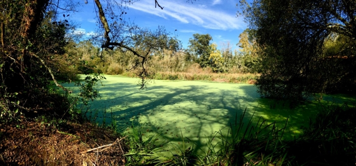 Sada proyecta un cinturn de proteccin para la zona del humedal de As Braas