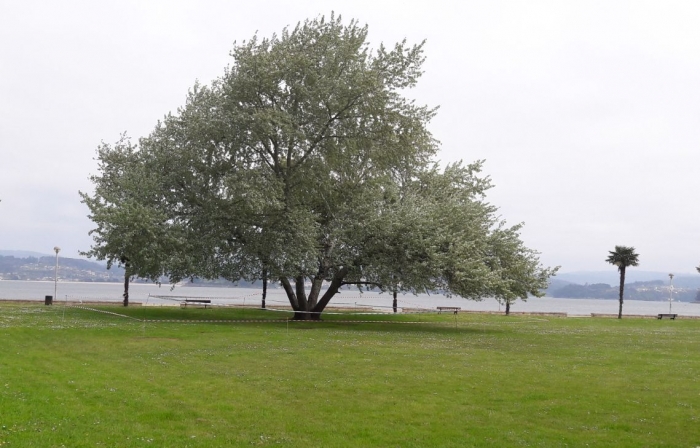Un informe recomenda talar unha rbore do Paseo Martimo ante o alto ndice de perigo